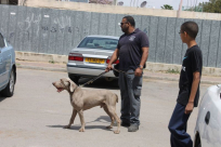  بالصور: الشرطة تشن حملة مداهمات في حي الواحة الخضراء في مدينة اللد